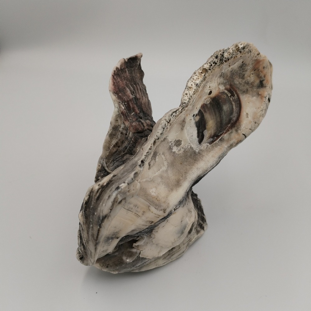 Cluster Of Oysters Resembling Angel Wings SeaShell Beach Decor Coastal Celestial